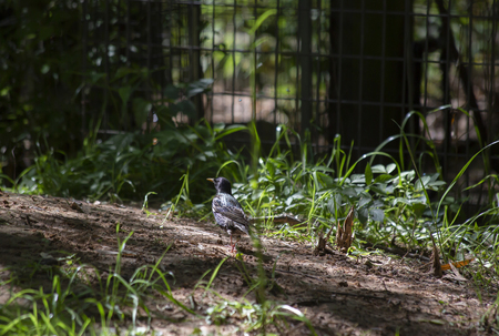 European starling (Sturnus vulgaris) hopping around the groundの写真素材