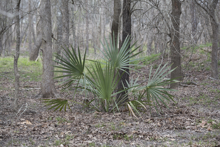 Dwarf palmetto plants growing deep in a forestの写真素材