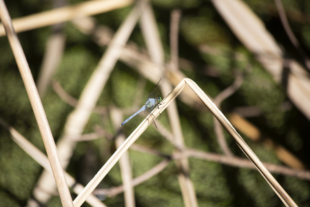 Blue dasher dragonfly perched on a dried swamp reedの写真素材