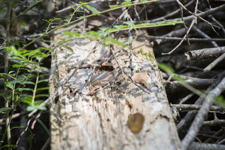 Junk pile left on the ground in natureの写真素材