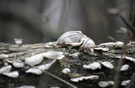 White fungus growing all over a fallen tree branchの写真素材