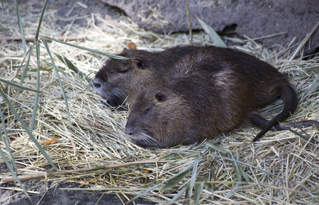 Pair of nutria (Myocastor coypus) resting in pine strawの写真素材