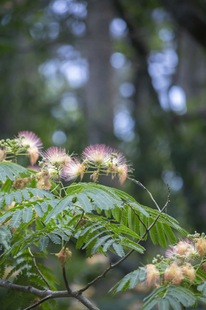 Colorful mimosa or silk tree in full bloomの写真素材