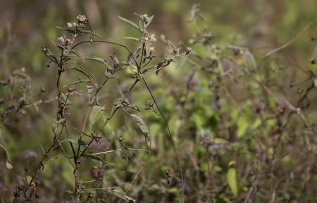 Close up of weeds growing in a dry autumn fieldの写真素材