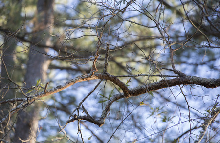 Close up of a bare tree limb during the winter season