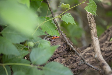 Close up of a broadhead skink (Eumeces laticeps) on a log