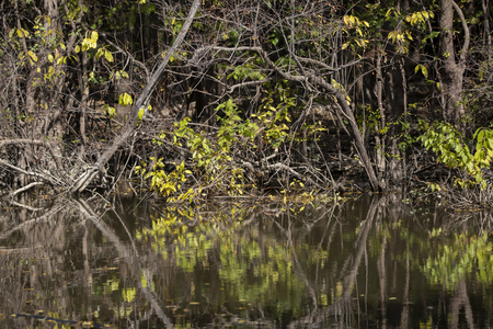 Reflections of foliage on a lake shore during the autumn seasonの写真素材