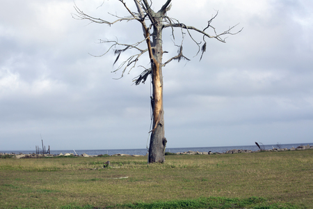 One bare winter tree near an ocean shoreの写真素材