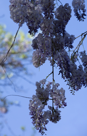 Close up of American wisteria (Wisteria frutescens) hanging downの写真素材