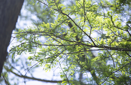 Yellow-breasted chat (Icteria virens) reaching for a small leaf on a tree limbの写真素材