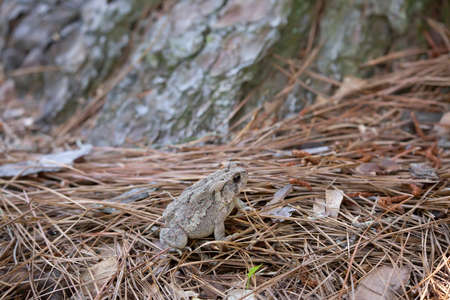 American toad (Bufo [Anaxyrus] americanus) perched on pinestraw near a treeの写真素材