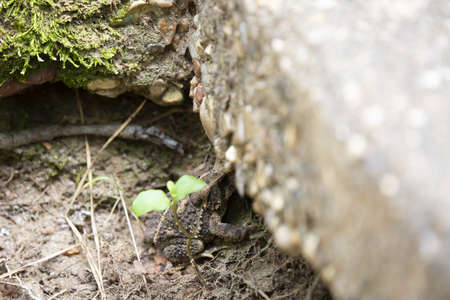 American toad (Bufo [Anaxyrus] americanus) basking in the shade of a concrete slabの写真素材