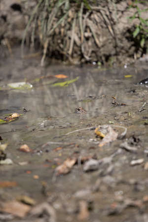 Leopard frog (Lithobates sphenocephalus utricularius) camouflaging in muddy water