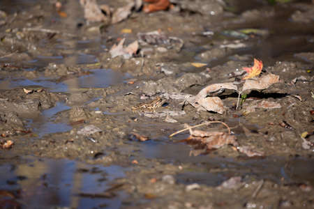 Young leopard frog () resting on drying mudの写真素材