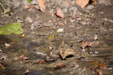 Bright green leopard frog (Lithobates sphenocephalus utricularius) in mudの写真素材
