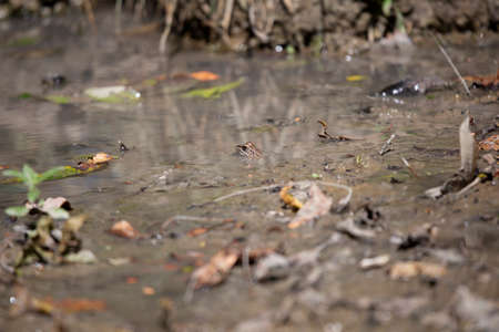 Leopard frog (Lithobates sphenocephalus utricularius) camouflaging in muddy waterの写真素材