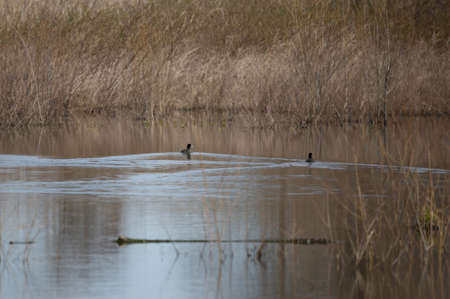 Three American coot ducks (Fulica americana) swimming toward protective coverの写真素材