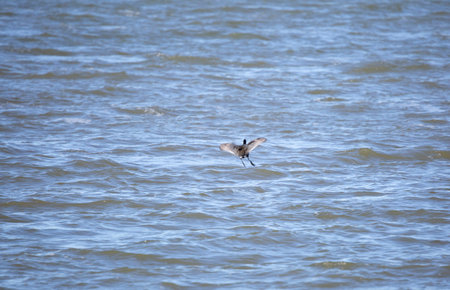 American coot duck (Fulica americana) preparing to land in waterの写真素材