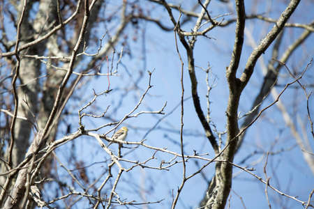 Female American goldfinch (Spinus tristis) on a limbの写真素材