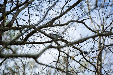 Profile of a blue jay (Cyanocitta cristata) perched on a branchの写真素材