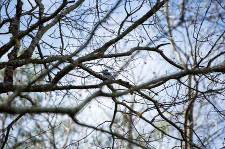 Profile of a blue jay (Cyanocitta cristata) perched on a branchの写真素材