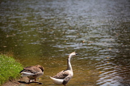 Brown Chinese goose (Anser cygnoides) watches dutifuly while a Toulouse goose (Anser anser) rests on a lake shoreの写真素材