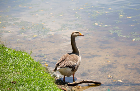 Toulouse goose (Anser anser) on a lake shoreの写真素材