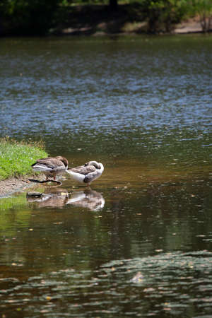 Brown Chinese and Toulouse geese (Anser anser) resting on a lake shoreの写真素材