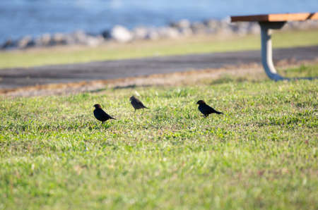 Three brown-headed cowbirds (Molothrus ater) on the ground in a parkの写真素材
