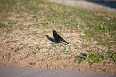 Single male brown-headed cowbird (Molothrus ater) just off a sidewalkの写真素材