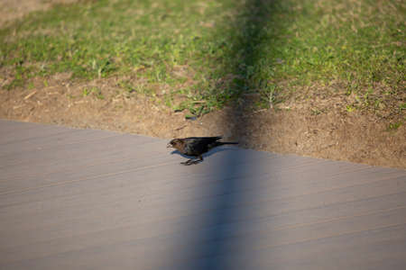 Single male brown-headed cowbird (Molothrus ater) eating an insect on a sidewalkの写真素材