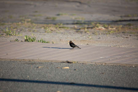 Single male brown-headed cowbird (Molothrus ater) looking toward the cameraの写真素材