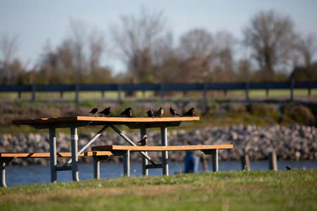 Flock of brown-headed cowbirds (Molothrus ater) on a picnic tableの写真素材