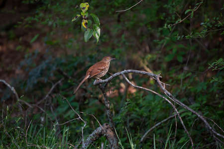 Brown thrasher (Toxostoma rufum) perched on a tree limb that has fallen to the groundの写真素材