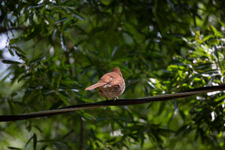 Curious brown thrasher (Toxostoma rufum) looking around from its perch on an electric lineの写真素材
