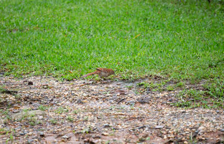 Brown thrasher (Toxostoma rufum) foraging in dirt near well-cut grassの写真素材