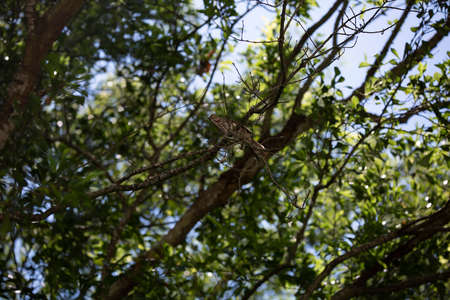 Brown thrasher bird (Toxostoma rufum) perched on a tree limbの写真素材