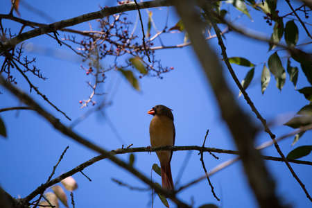 Female cardinal (Cardinalis cardinalis) eating berries on a branchの写真素材