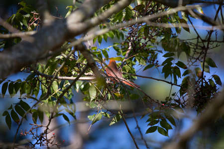 Male cardinal (Cardinalis cardinalis) perched on a branch, facing awayの写真素材