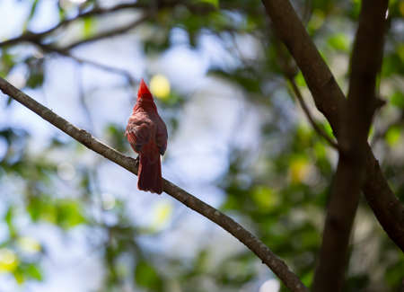 Male cardinal (Cardinalis cardinalis) showing his crest in a territorial displayの写真素材