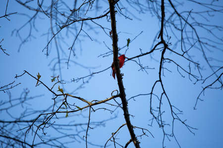 Male cardinal (Cardinalis cardinalis) perched on a branch at duskの写真素材