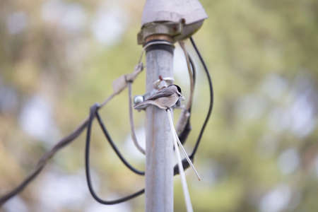Black-capped chickadee (Poecile atricapillus) calling from a wireの写真素材