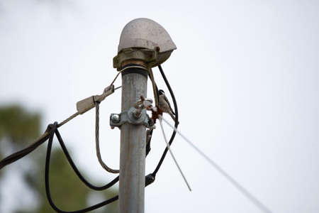 Black-capped chickadee (Poecile atricapillus) perched on a wireの写真素材