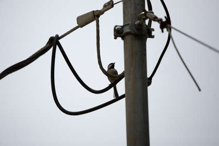 Black-capped chickadee (Poecile atricapillus) perched on an electrical wireの写真素材