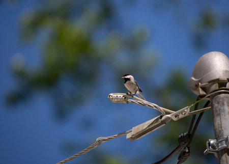 Black-capped chickadee (Poecile atricapillus) eating a seed from a high perch on a powerlineの写真素材