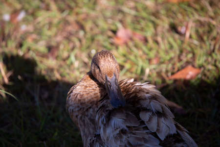 Domestic duck grooming in a grassy area near other ducksの写真素材