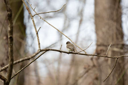 Curious eastern phoebe (Sayornis phoebe) tilting its head, looking around from a small branchの写真素材