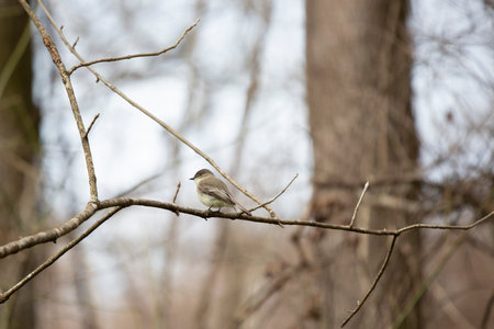 Curious eastern phoebe (Sayornis phoebe) tilting its head, looking around from a small branchの写真素材