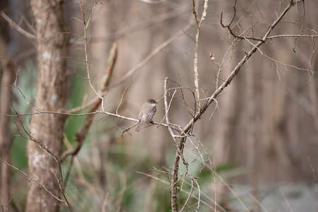 Eastern phoebe (Sayornis phoebe) perched on a small branch of a small treeの写真素材