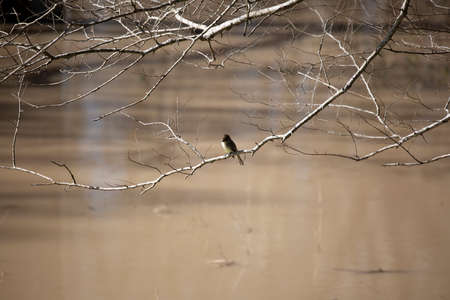 Curious eastern phoebe (Sayornis phoebe) on a bare branch hanging over muddy waterの写真素材